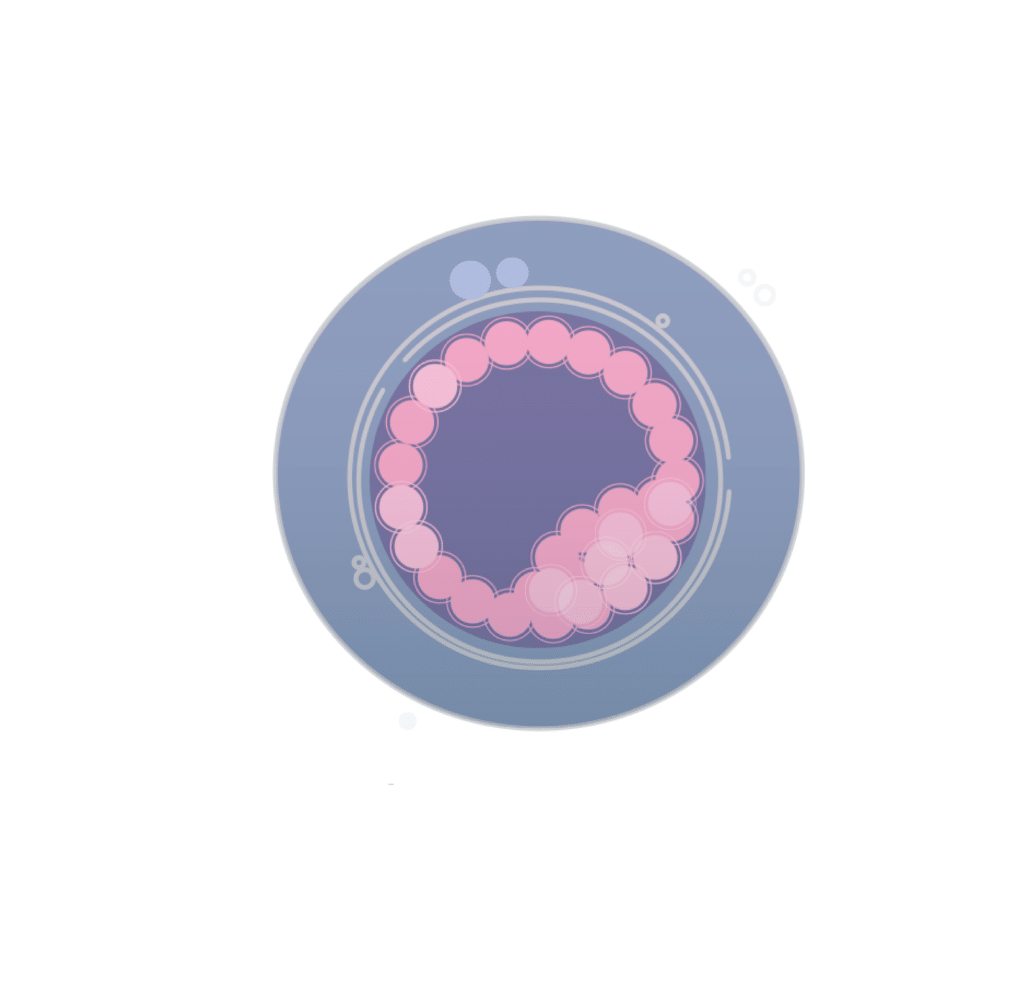 day 7 embryos