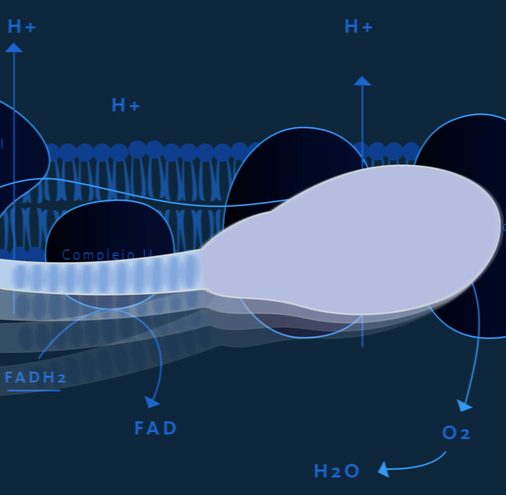 Diet and quality semen
