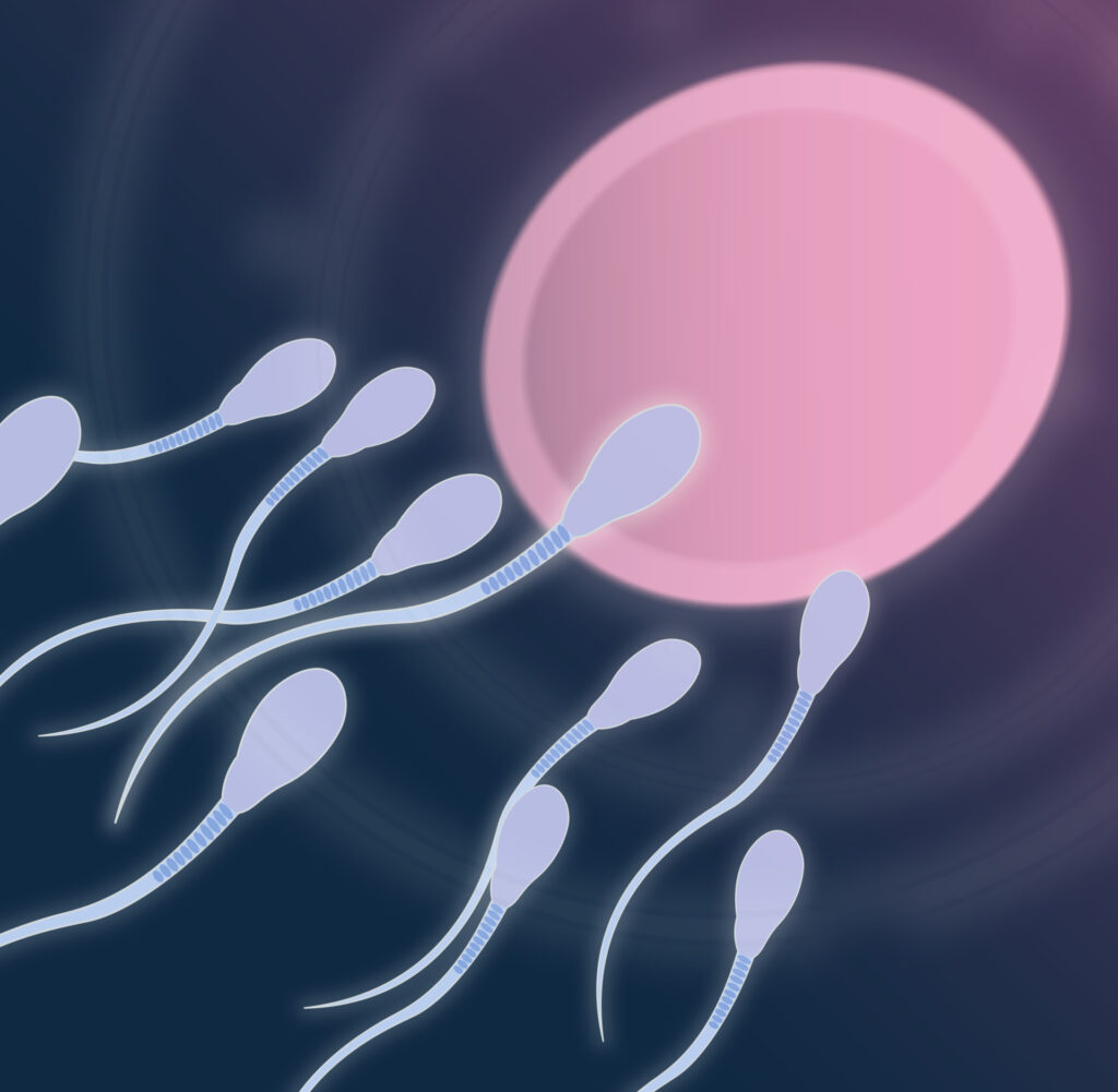underwear and sperm quality